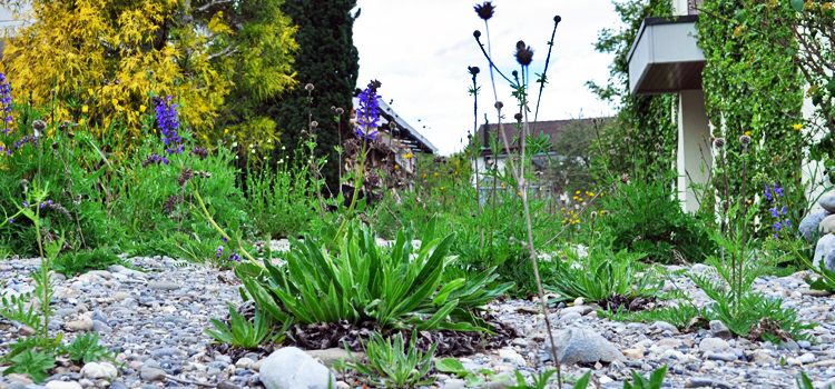 WIesensalbei