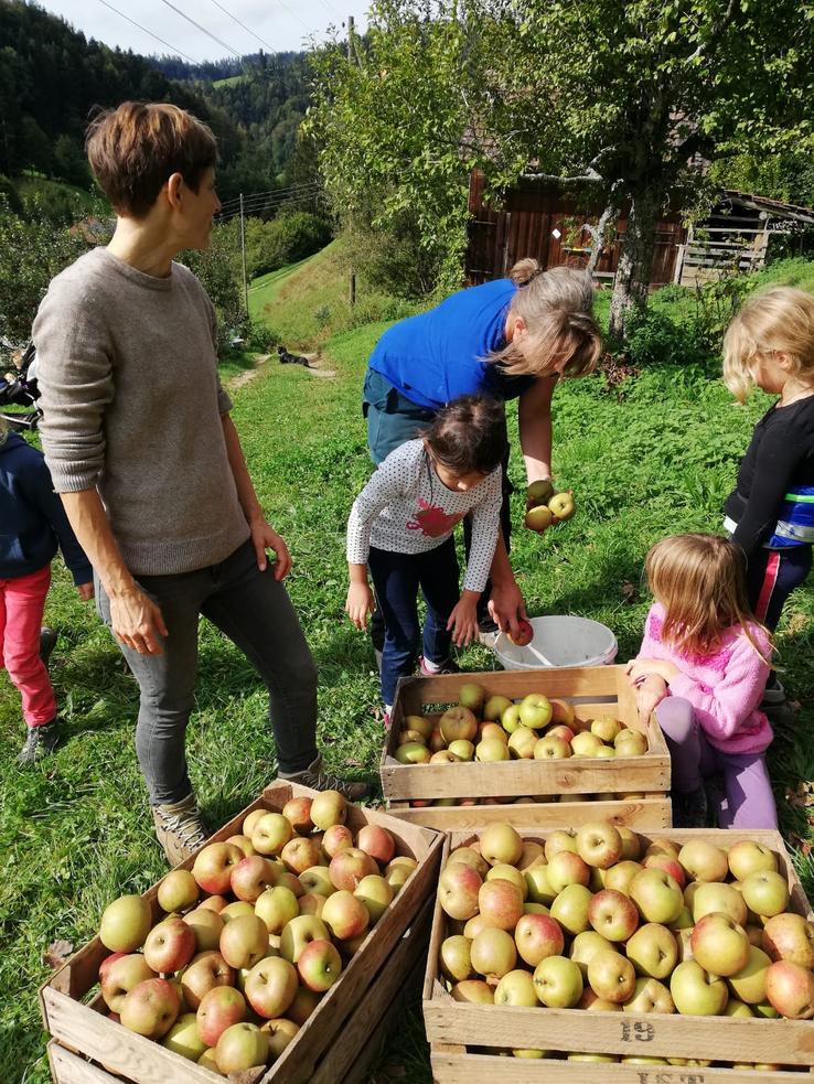 Dandelion Bauernhof Äpfelernte