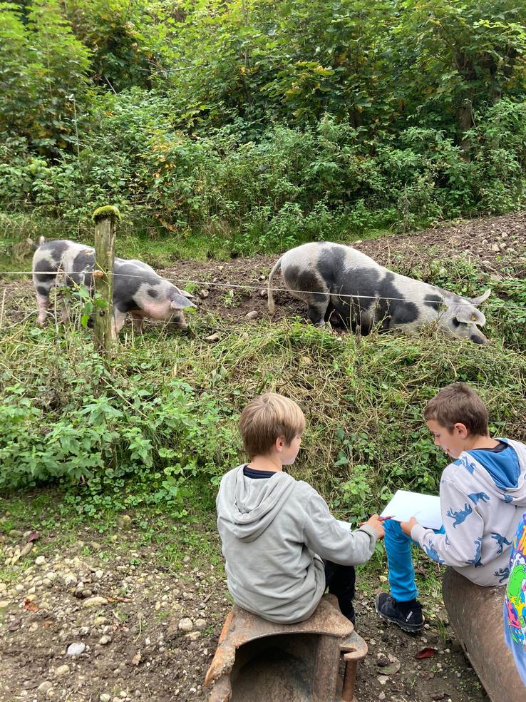 Dandelion Bauernhof Studium Schweine